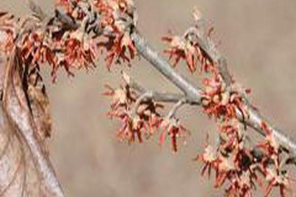 Hamamelis vernalis \x27Lombart\x27s Weeping\x27