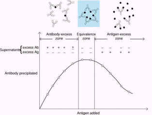 抗原抗體反應模式圖