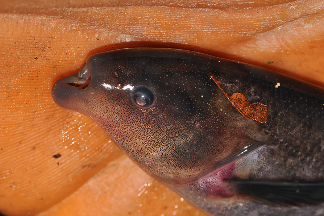 孔古銼口象鼻魚