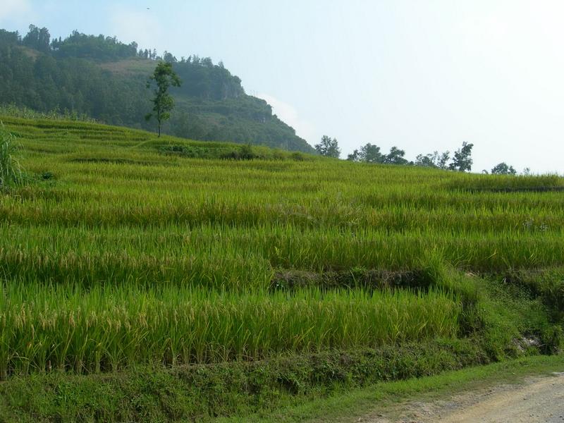 種植業