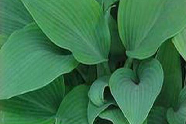 Hosta (Tardiana Group) \x27Blue Blush\x27