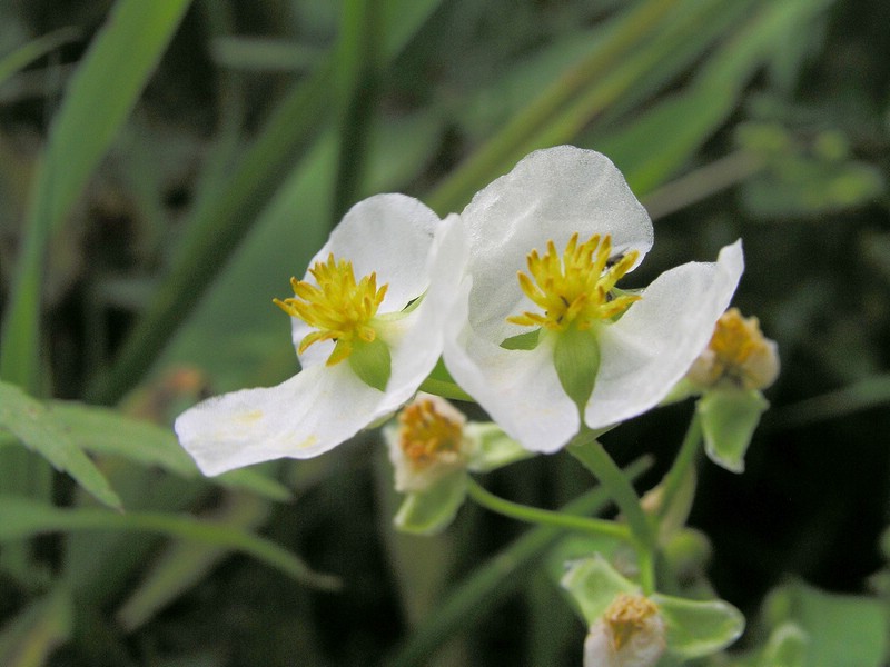 茨菰花