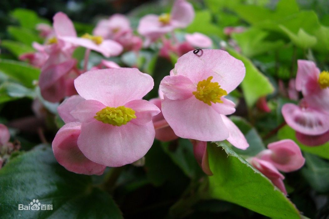 秋海棠葉鳳仙花