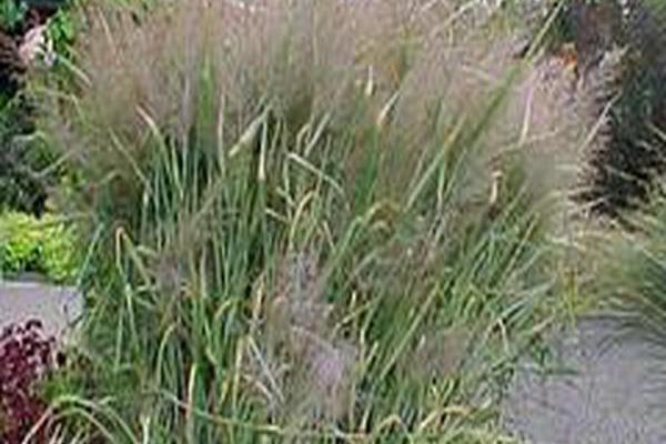 Panicum virgatum \x27Dallas Blues\x27