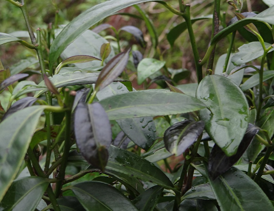 平樂石崖茶