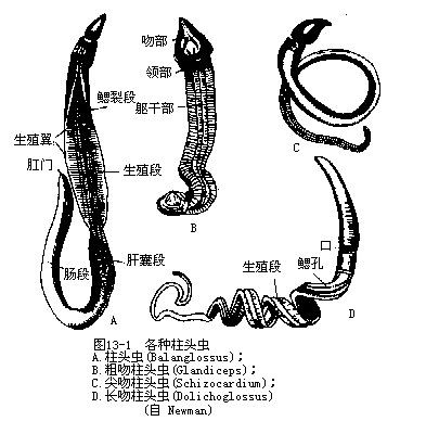 半索動物門