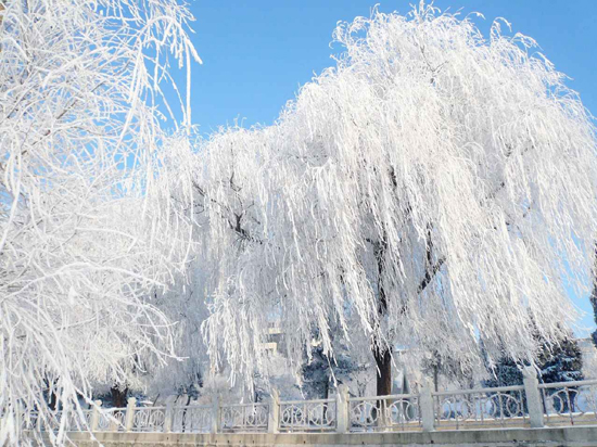 江城樹掛