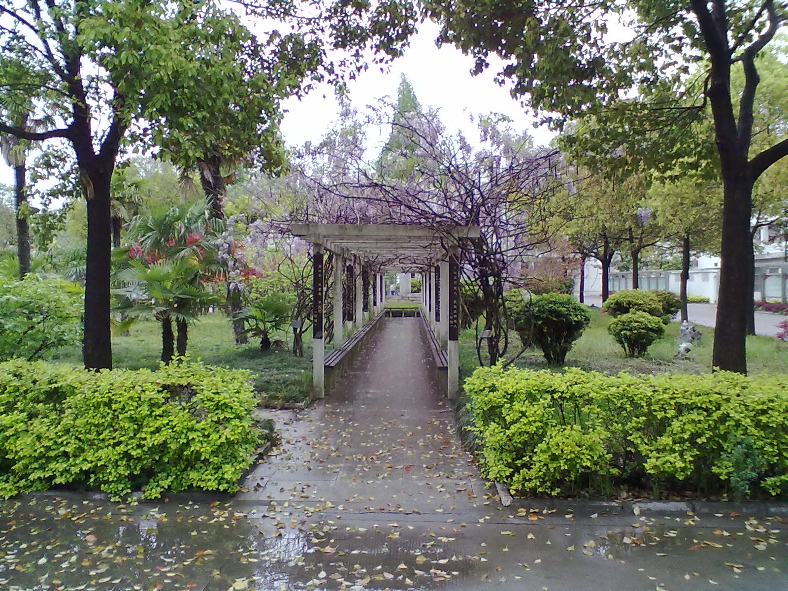 頭橋鎮紅平村