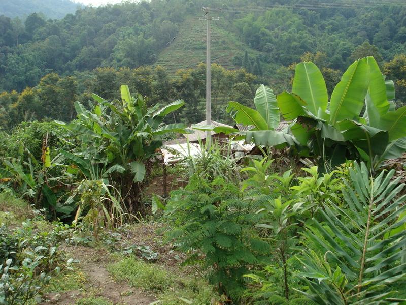 桂花自然村