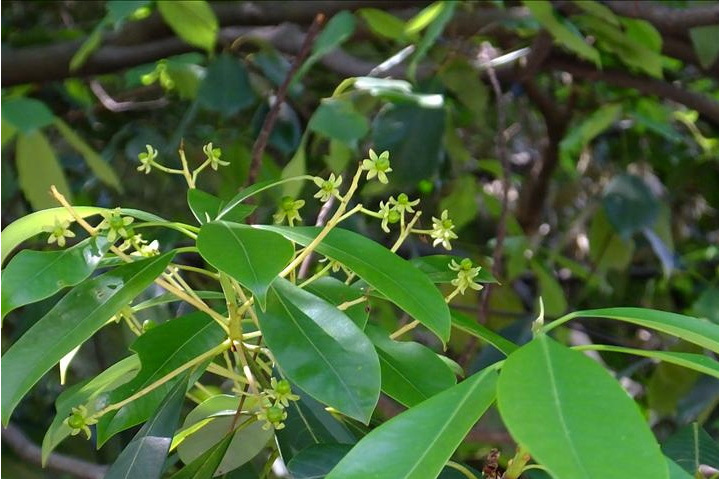 湘楠