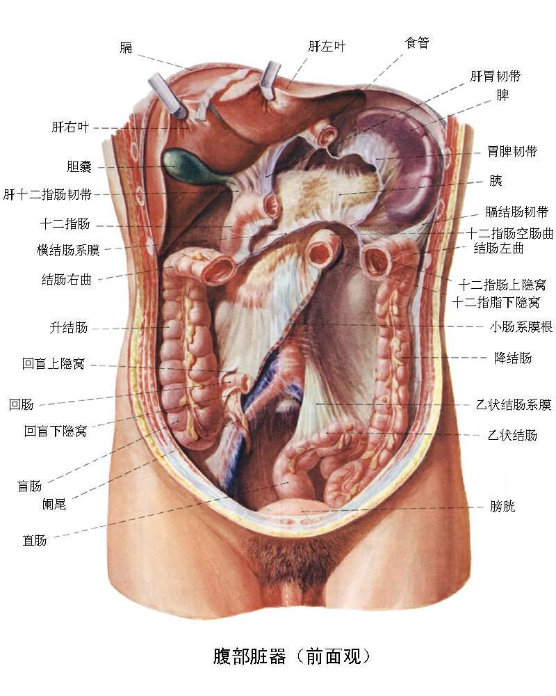 腹部爆震傷