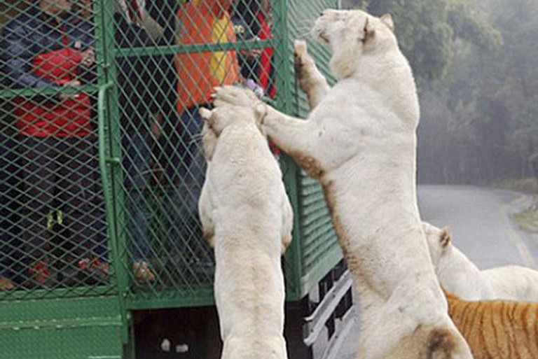 動物園的野生世界第二季