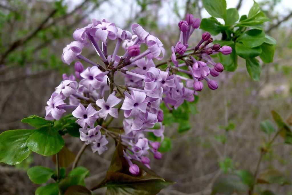 刺枝野丁香（變種）