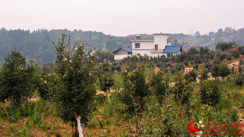 玉屏山村