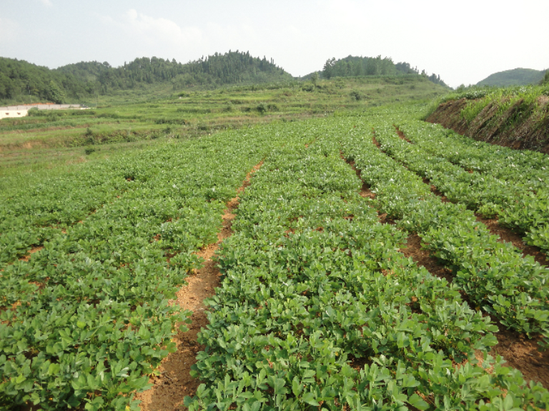 銅仁珍珠花生 產地環境