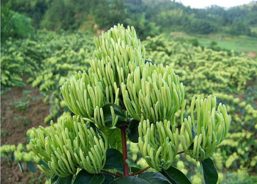 金蓮花價格