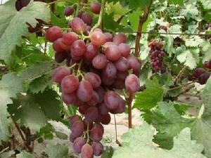 雙灣鎮溫室葡萄