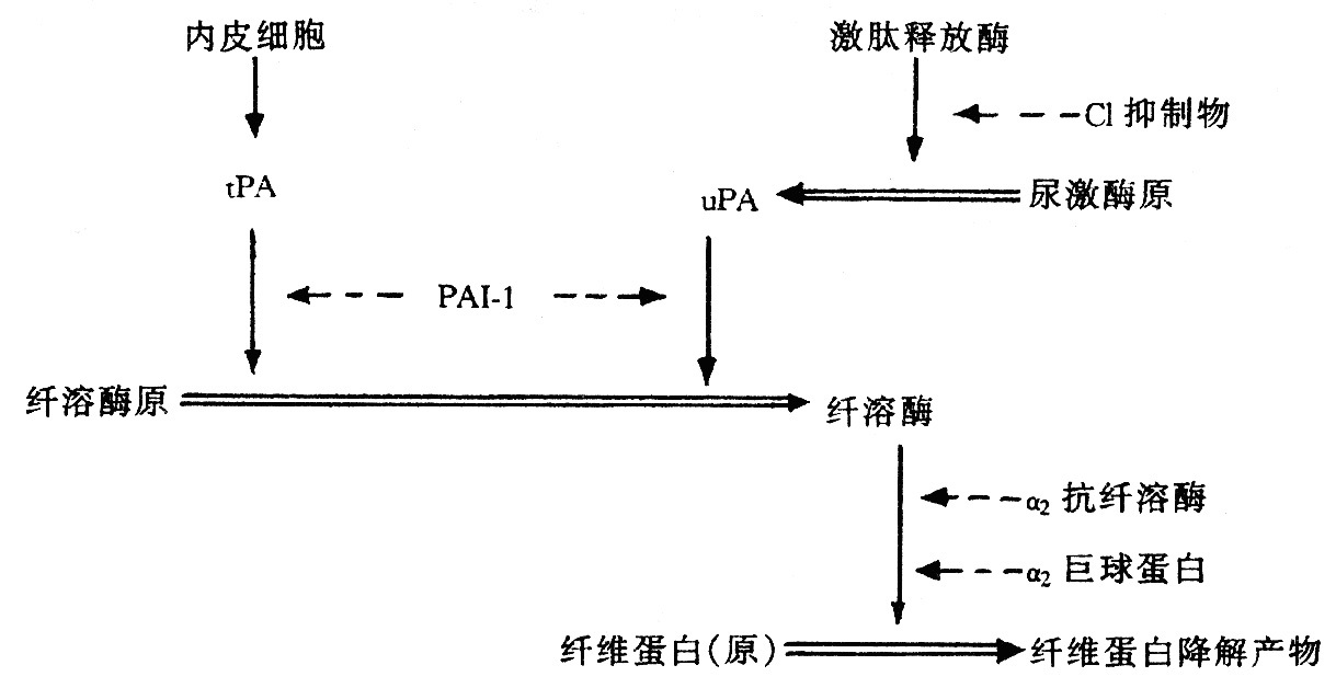 纖溶酶原激活劑