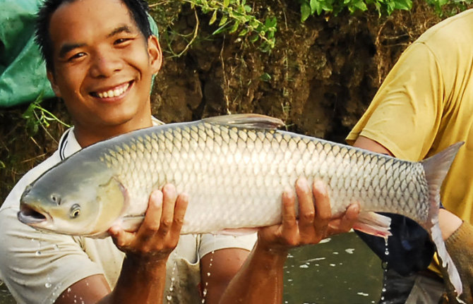 厚子魚，即草魚