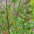 野荊芥