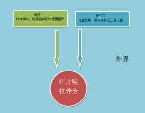 CC肥吸收營養示意圖