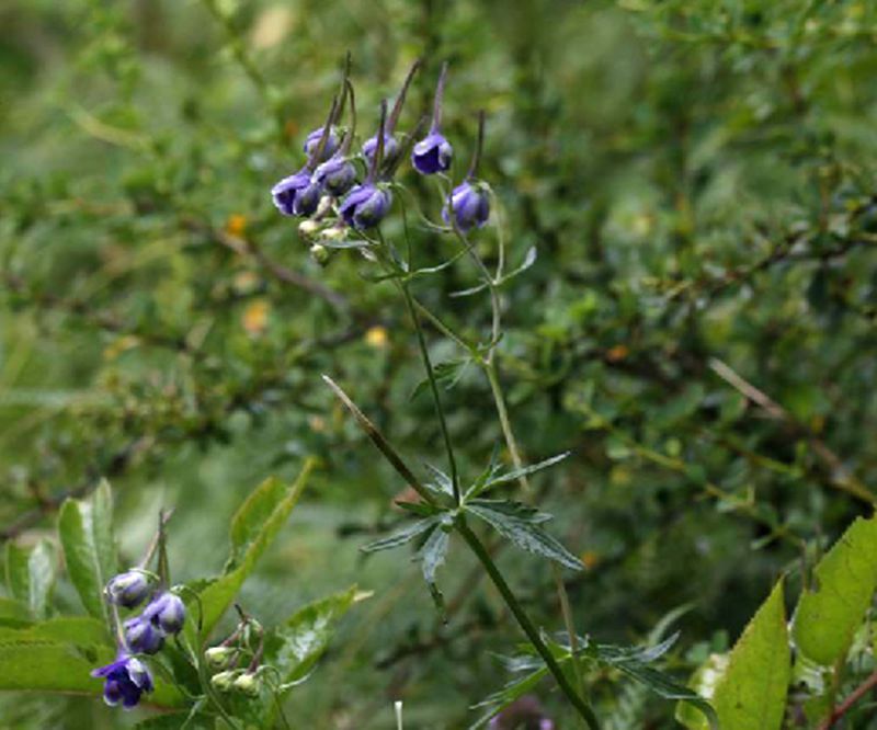 尖裂密葉翠雀花