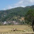 大田邊自然村(茶房鄉橋街行政村下轄自然村)