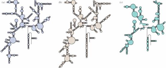 16S 核糖體RNA