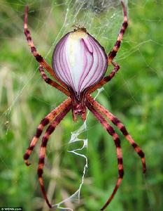 動植物合成圖