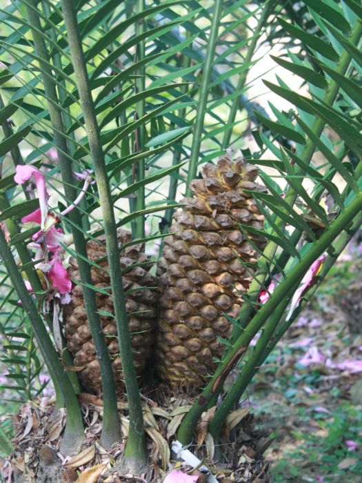 勻果非洲鐵