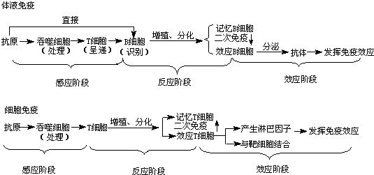 細胞免疫的過程