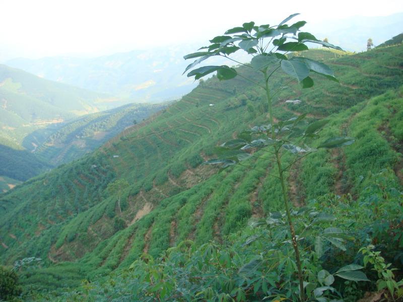 夢龍一隊村