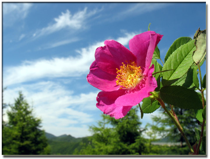 少刺大葉薔薇