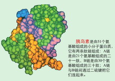 珠蛋白鋅胰島素