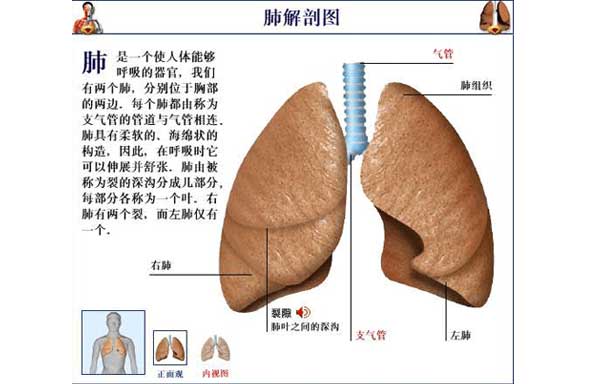 五臟六腑