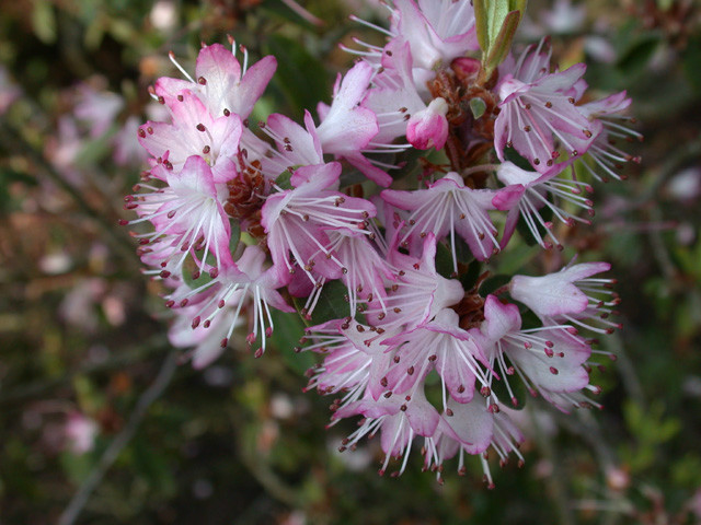 粉背碎米花