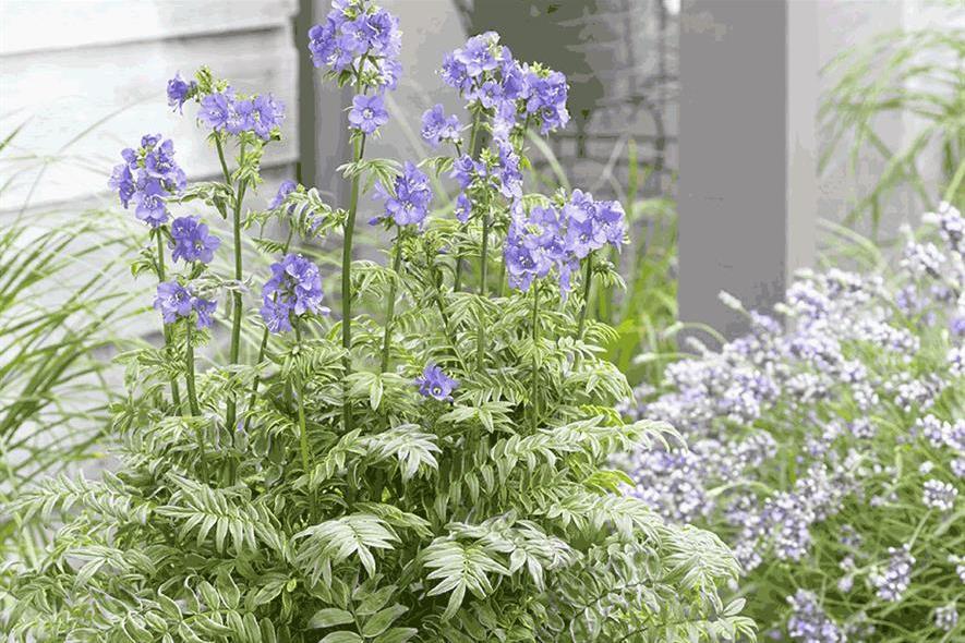 Polemonium yezoense \x27Kaleidoscope\x27