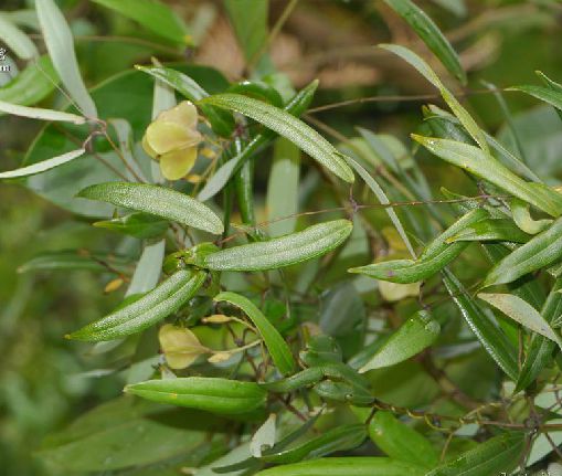 薯莨(百合目薯蕷科植物)