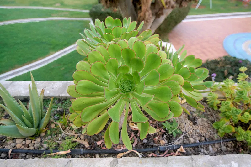 蓮花掌(紫羊絨)