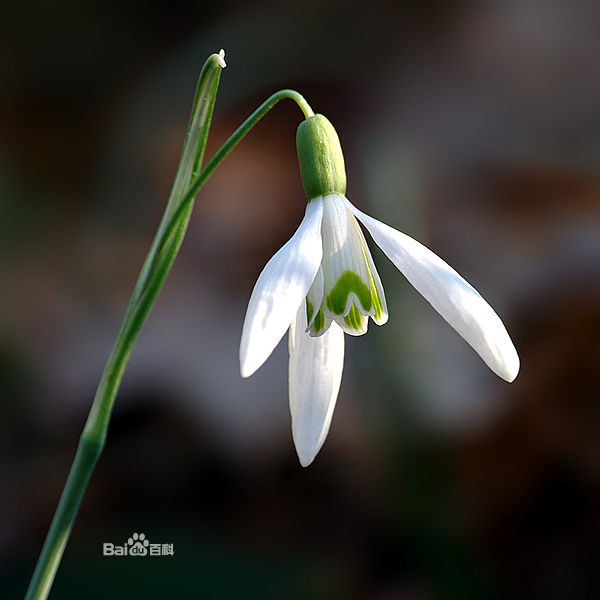 雪花蓮屬