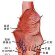 結腸直腸癌