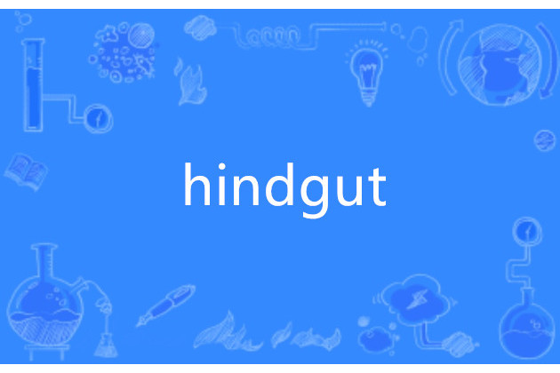 hindgut