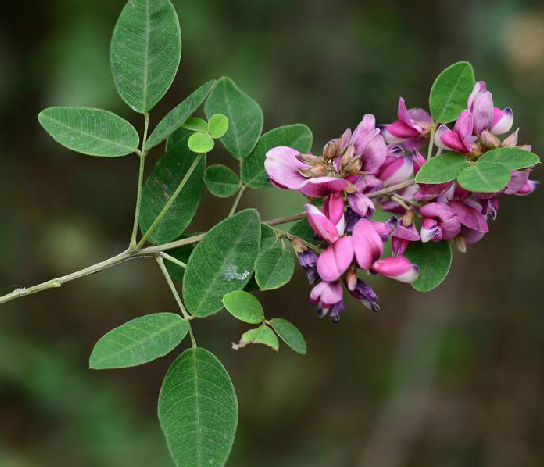 美麗胡枝子花