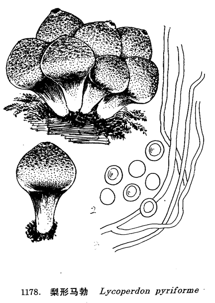 梨形馬勃（ Lycoperdon pyriforme&amp;nbsp