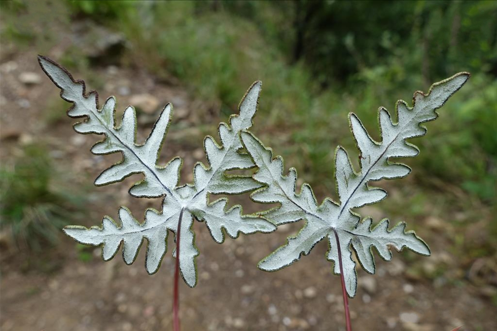 無粉雪白粉背蕨（變種）