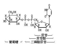 二磷酸尿苷葡糖