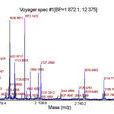 肽質量指紋譜分析