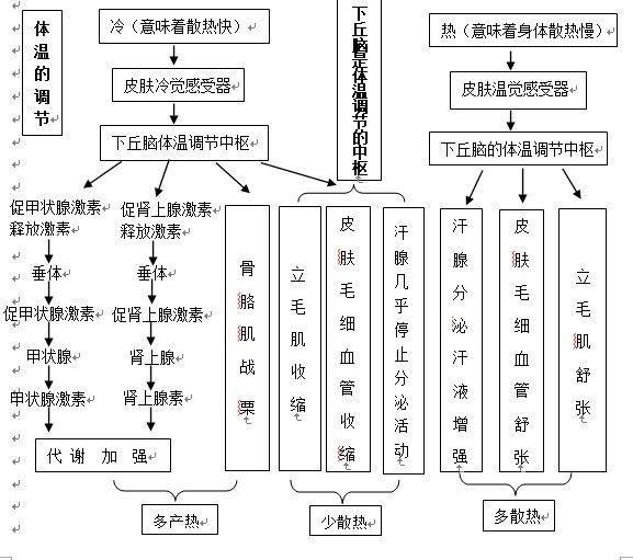 人體體溫調節系統