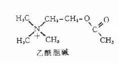 乙醯膽鹼