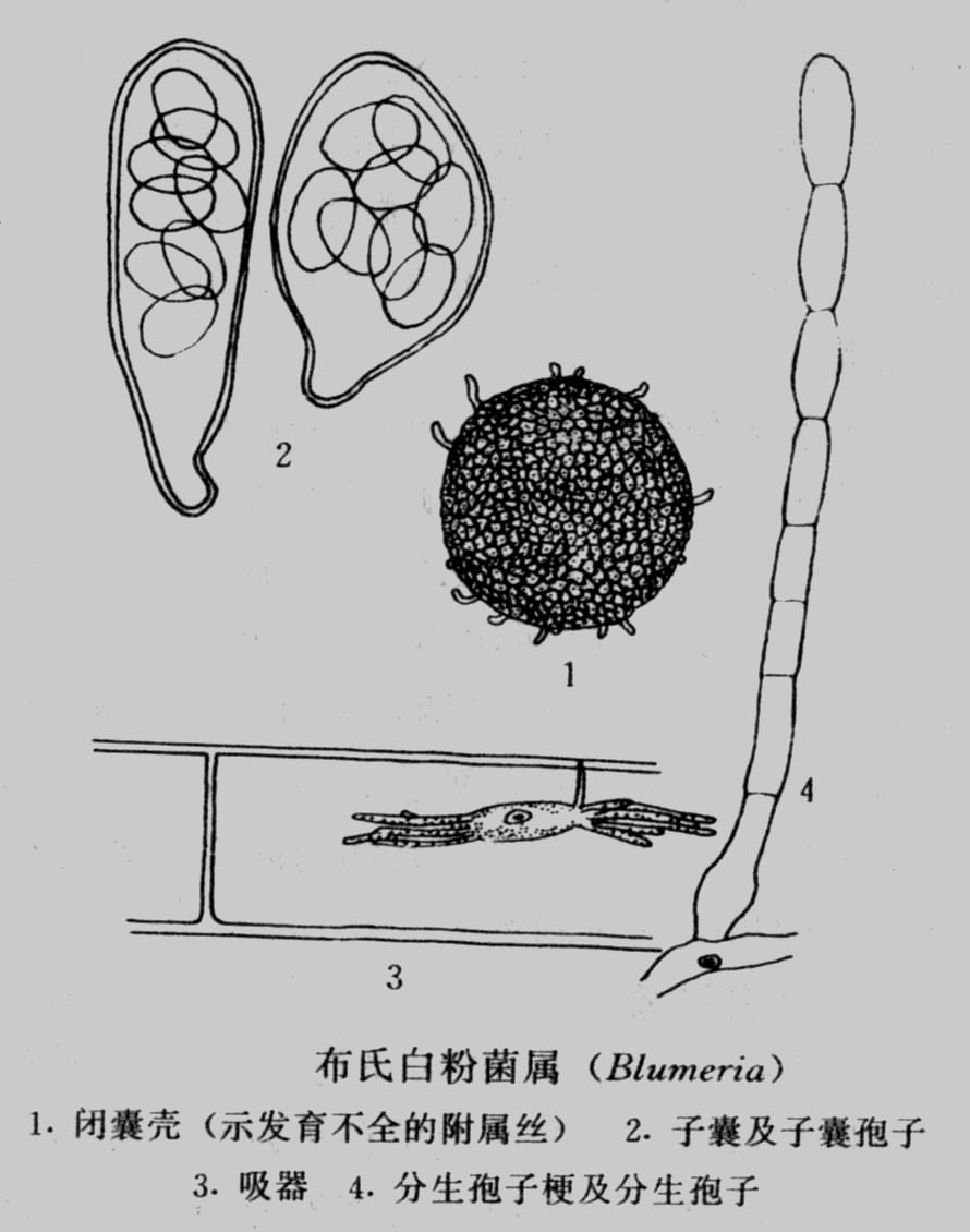 白粉菌目